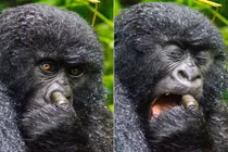 Những hình ảnh hiếm thấy về khỉ đột núi Rwanda 