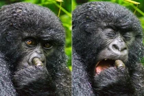 Những hình ảnh hiếm thấy về khỉ đột núi Rwanda 