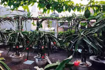 Vườn thanh long độc nhất vô nhị ngay trên nóc nhà Việt