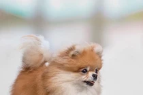 Nghị lực khó tin của chú chó tàn tật hạnh phúc nhất thế giới 