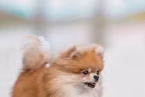 Nghị lực khó tin của chú chó tàn tật hạnh phúc nhất thế giới 