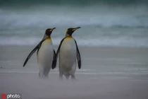 Ảnh hiếm vợ chồng chim cánh cụt trốn con đi "hâm nóng" tình cảm