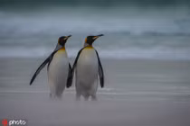 Ảnh hiếm vợ chồng chim cánh cụt trốn con đi "hâm nóng" tình cảm