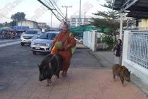 Kỳ lạ nhà sư khất thực cùng với hai đệ tử lợn rừng