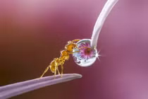 Ảnh cận cảnh thế giới động vật cực ấn tượng 