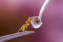 Ảnh cận cảnh thế giới động vật cực ấn tượng 