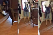 Rắn bò vào phòng, người phụ nữ làm điều ai cũng hãi hùng