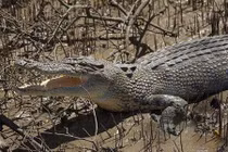 Thanh niên xấu số nạp mạng cho cá sấu và kết kinh hoàng 