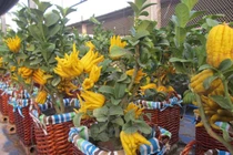 Phật thủ bonsai giá hàng chục triệu ở làng Đắc Sở 