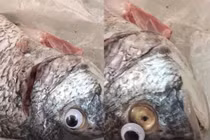 Hí hửng mua cá tươi, người đàn ông phát hiện điều giật mình...