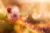 Thế giới kỳ diệu đẹp tuyệt mỹ của côn trùng 