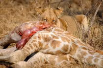 Ghê rợn cảnh sư tử cái "tùng xẻo" hươu cao cổ con