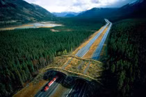 Ngắm những chiếc cầu sự sống dành cho động vật hoang dã