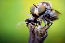 Những hình ảnh chứng minh côn trùng thực sự đáng sợ