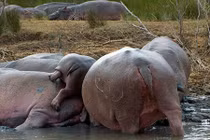 Hà mã con thông minh leo vào giữa đàn giữ thân