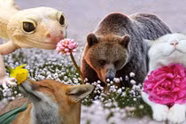 Khi các loài động vật có thú “thưởng hoa” ngày Tết