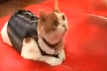 Kỳ lạ mèo ăn chay niệm Phật, phủ phục trước tượng Phật tổ