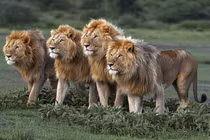 Ảnh hiếm thấy về sư tử, những vị lãnh chúa thảo nguyên 