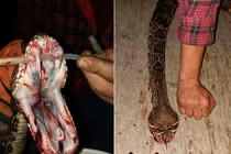 Sự thật sau hình ảnh trăn khổng lồ và cảnh báo đáng sợ