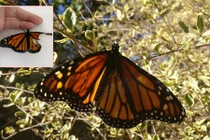 Chuyện lạ hôm nay: Thấy bướm rách cánh, "hồi sinh" cánh bướm kỳ diệu 