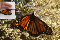 Chuyện lạ hôm nay: Thấy bướm rách cánh, "hồi sinh" cánh bướm kỳ diệu 
