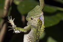 Kinh hoàng rắn gồng mình nuốt chửng tắc kè