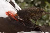 Những ma cà rồng gây khiếp đảm trong thế giới động vật 