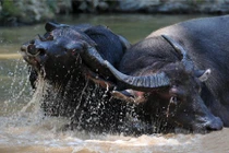 Kịch chiến đẫm nước trong hội chọi trâu kỳ lạ