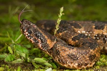 Loài rắn mù màu "khờ khạo" nhưng cực độc ở Việt Nam