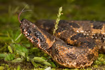 Loài rắn mù màu "khờ khạo" nhưng cực độc ở Việt Nam