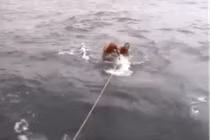 Cược mạng lướt sóng trên lưng cá mập voi