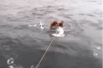 Cược mạng lướt sóng trên lưng cá mập voi