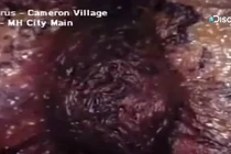 Cống ngầm có sinh vật nhầy nhụa, đỏ máu và sự thật kinh dị...