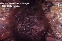 Cống ngầm có sinh vật nhầy nhụa, đỏ máu và sự thật kinh dị...