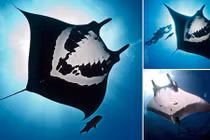 Chân dung loài cá đuối quý hiếm có biểu tượng sọ người 