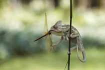 Kinh hoàng khoảnh khắc tắc kè nhai nát đầu chuồn chuồn 