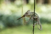 Kinh hoàng khoảnh khắc tắc kè nhai nát đầu chuồn chuồn 