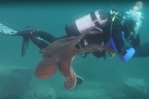Kinh dị cảnh bạch tuộc khổng lồ săn giết thợ lặn