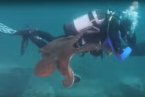 Kinh dị cảnh bạch tuộc khổng lồ săn giết thợ lặn