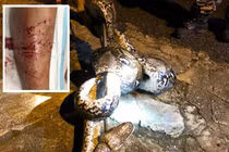 Thấy chân nặng nặng, tưởng mèo đu lên, hóa ra “quái thú” kinh hoàng