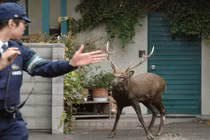 Những lần "tội phạm" động vật gây rối bị cảnh sát “sờ gáy” 