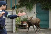 Những lần "tội phạm" động vật gây rối bị cảnh sát “sờ gáy” 