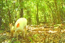 Sửng sốt hươu lông trắng như thần thoại xuất hiện