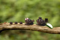 Cười rụng rốn với bộ ảnh cuộc tình của ốc sên ăn dưa chuột