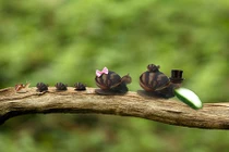 Cười rụng rốn với bộ ảnh cuộc tình của ốc sên ăn dưa chuột