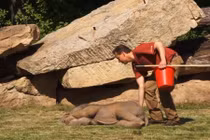 Nằm bất động, co giật... hóa ra voi con nghịch ngợm làm trò