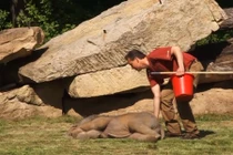 Nằm bất động, co giật... hóa ra voi con nghịch ngợm làm trò