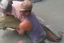 Nghe tiếng ồn trong mương, tát cạn bắt được thứ bàng hoàng