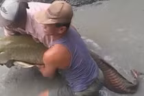 Nghe tiếng ồn trong mương, tát cạn bắt được thứ bàng hoàng