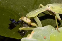 Hãi hùng cảnh bọ ngựa bắt giết cá bảy màu ăn thịt 